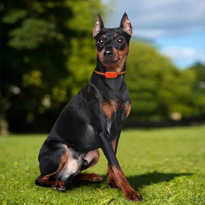 collier gps chien pinscher miniature parc tracker orange