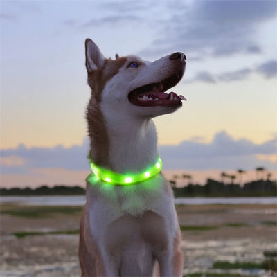 collier lumineux chien husky blanc led vert crepuscule plage securite visibilite