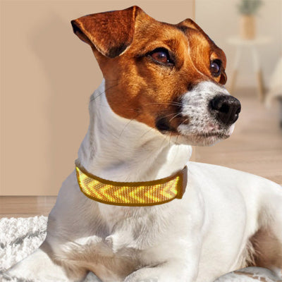 collier lumineux chien led dore jack russell petit chien interieur elegant