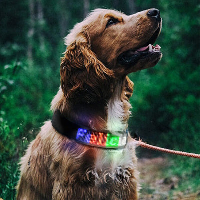 collier lumineux chien led multicolore securite promenade nuit cocker