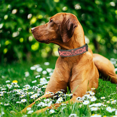 collier lumineux chien led rouge grand chien jardin exterieur fleurs printemps