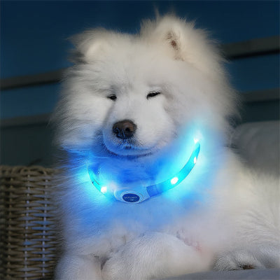 collier lumineux chien samoyede blanc led bleu interieur securite visibilite nuit