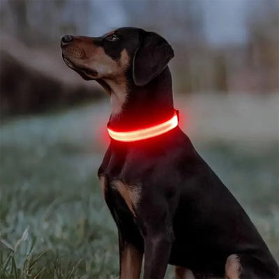 collier lumineux pour chien led rouge securite promenade nuit reflechissant visible