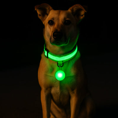 collier lumineux pour chien vert led nuit securite pendentif eclairant visible obscurite promenade