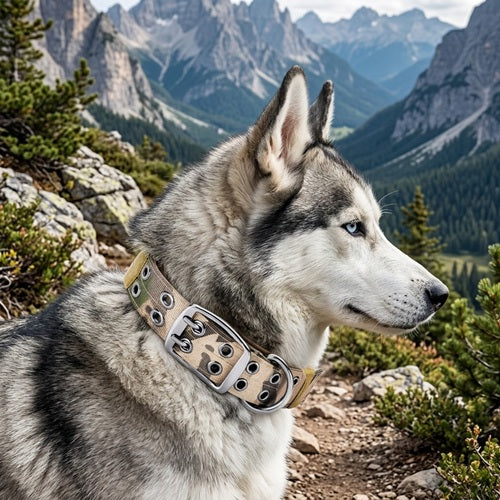 collier molosse chien husky camouflage large montagne randonnée alpes