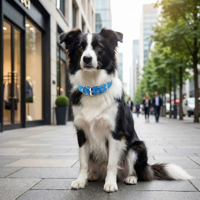 collier pour chien bleu border collie ville urbain nylon boucle