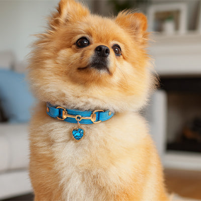 collier pour chien bleu breloque coeur cristal spitz pomeranien petit chien interieur