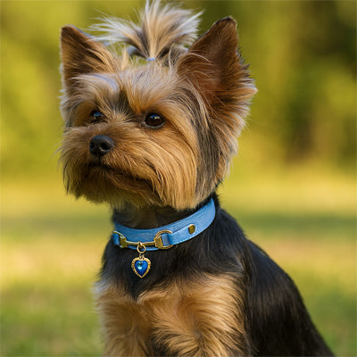 collier pour chien bleu cuir coeur cristal yorkshire terrier exterieur parc elegant