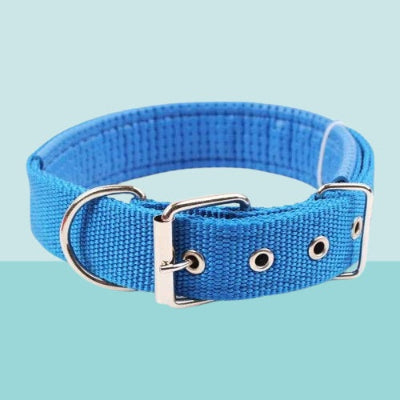 collier pour chien bleu nylon boucle metal oeillets resistant ajustable premium