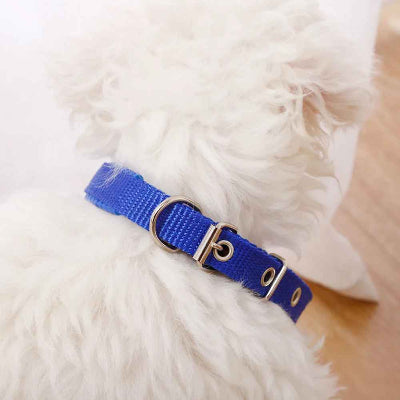 collier-pour-chien-bleu-royal-boucle-metal-nylon-resistant-premium