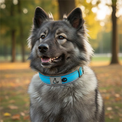 collier pour chien bleu turquoise reflechissant boucle metal husky gris automne foret