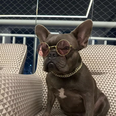 collier pour chien chaine cubaine argentee bouledogue francais lunettes