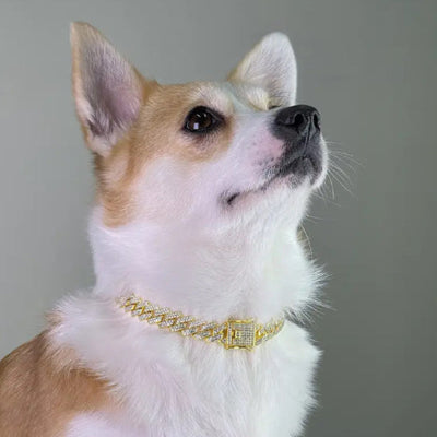 collier pour chien chaine cubaine doree corgi luxe premium