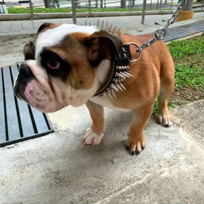 collier pour chien cuir pointes metal argent bulldog anglais marron chaine exterieur