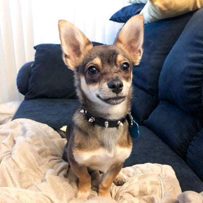 collier pour chien noir clous argent chihuahua style rock punk premium