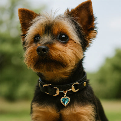 collier pour chien noir cuir coeur cristal yorkshire terrier exterieur chic premium