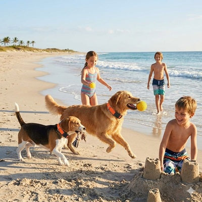 collier pour chien orange plage famille golden retriever beagle vacances ete