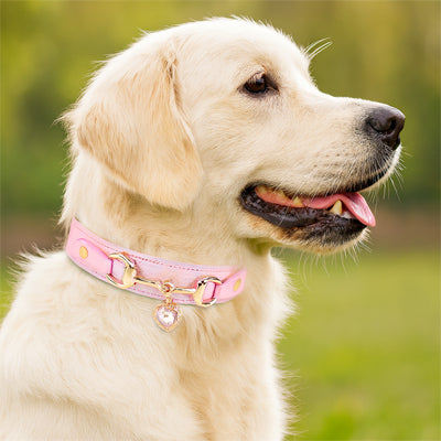 collier pour chien rose cuir coeur golden retriever exterieur femelle elegant premium
