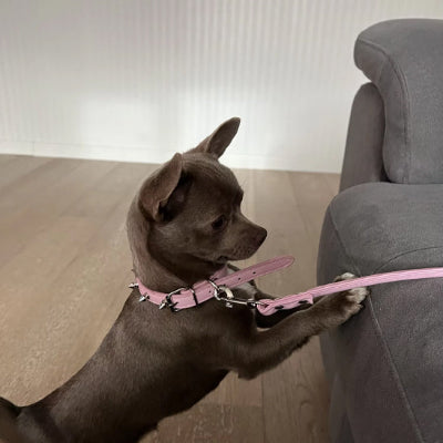 collier pour chien rose fleurs blanches chihuahua laisse assortie charm grelot