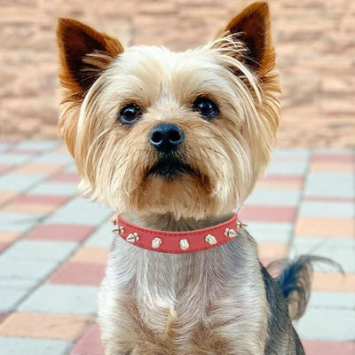 collier pour chien rose strass argent yorkshire terrier style glamour premium