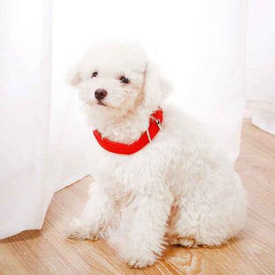 collier pour chien rouge bichon assis boucle metal dore resistant premium