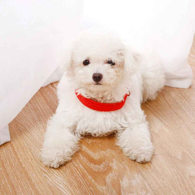 collier pour chien rouge bichon blanc nylon boucle metal confort securite