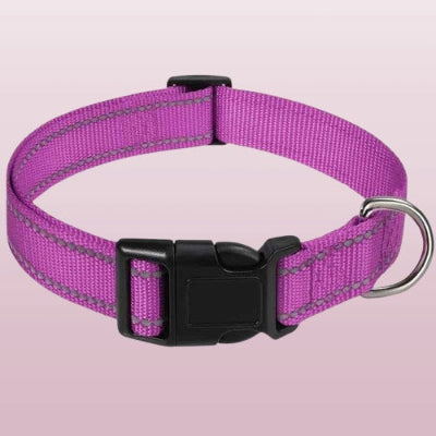 collier pour chien violet nylon boucle plastique noir anneau metal reglable fond rose