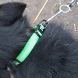 Collier pour Chien - WaterproofDogCollar™ - Vert - Libre & Poilu