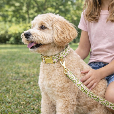 collier pour chiot motif avocat boucle doree chien enfant promenade parc
