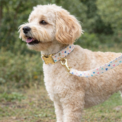 collier pour chiot motif coeurs boucle doree chien exterieur laisse assortie
