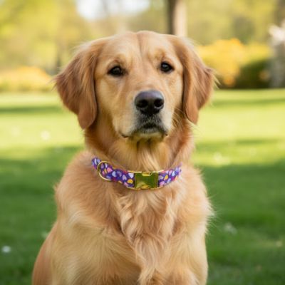 collier pour chiot motif coeurs violet golden retriever exterieur boucle doree confort
