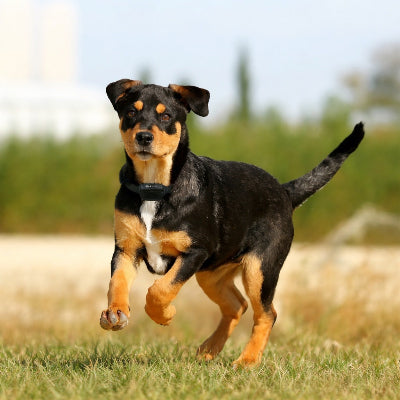 collier pour dressage de chien action course exterieur education canine noir feu