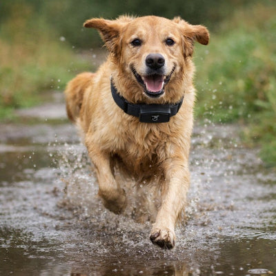 collier pour dressage de chien golden retriever eau etanche action course