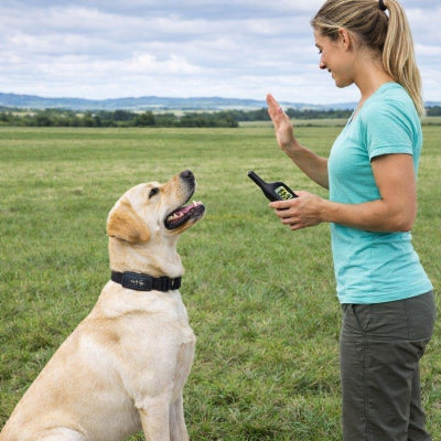 collier pour dressage de chien labrador exterieur telecommande education canine femme
