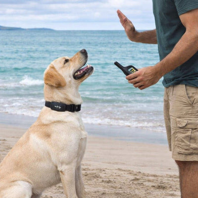 collier pour dressage de chien labrador plage telecommande education canine etanche