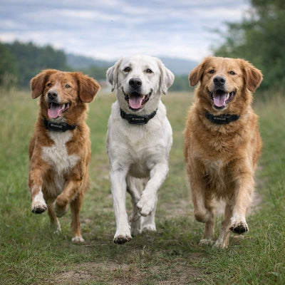 collier pour dressage de chien lot 3 golden retriever labrador action exterieur