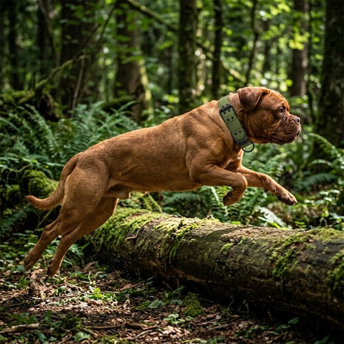Collier pour gros chien molosse vert chien sautant tronc en forêt