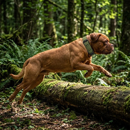 Collier pour gros chien molosse vert chien sautant tronc en forêt