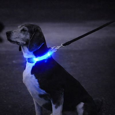colliers lumineux pour chiens bleu led beagle promenade nuit securite visible laisse