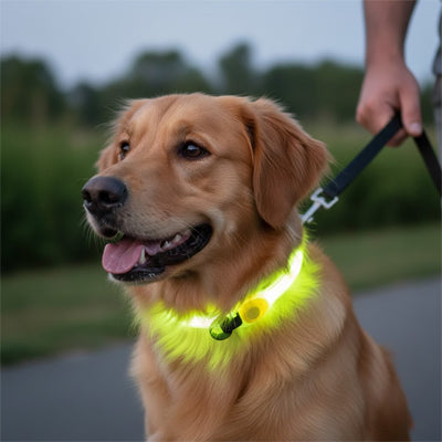 colliers lumineux pour chiens jaune fluo led golden retriever promenade jour securite visible