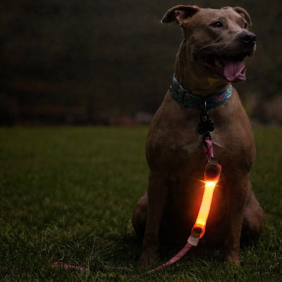 colliers lumineux pour chiens orange led pendentif pitbull securite nuit jardin visible