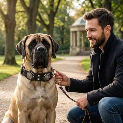 Colliers pour molosses chien fauve collier noir promenade laisse