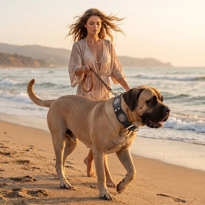 Colliers pour molosses chien fauve en laisse sur la plage