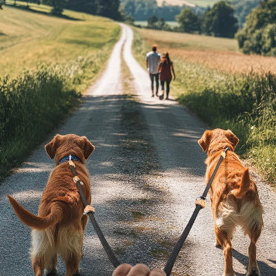 deux chiens attaches a une meme laisse mains libres pour chien devant un couple marchant sur un chemin de compagne ensoleille