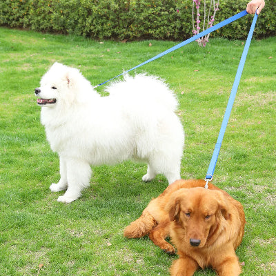 deux chiens attaches avec une seule laisse pour chien main libre un samoyede et un golden retriever