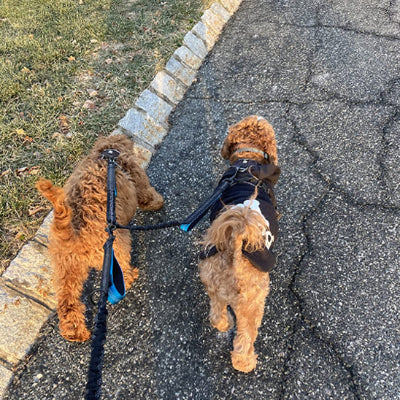 deux chiens avancent cote a cote attaches a une double laisse pour chien sur un chemin pave