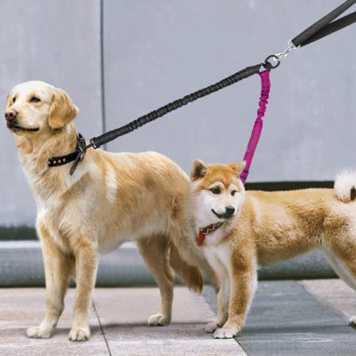 deux chiens grand et petit marchent sur pave relies ensemble par une laisse double pour chien
