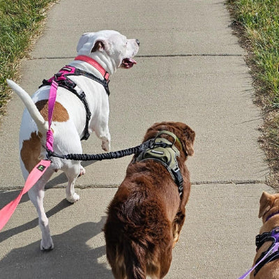 deux chiens marron et blanc tachete relies par une laisse double pour chien sur un chemin pave