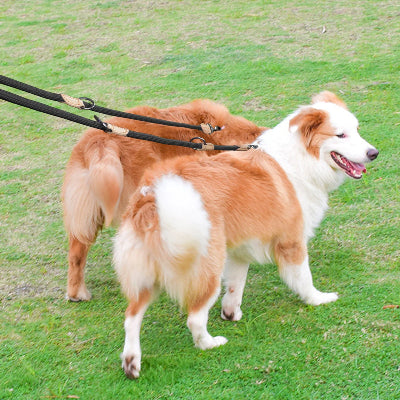 deux chiens souriants attaches par une laisse mains libres pour chien se promenent ensemble sur une pelouse verte