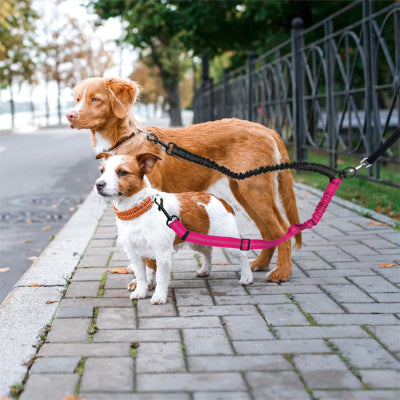 deux chiens sur le trottoir attaches a une laisse double pour chien fixee a une cloture